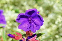 「紫紺野牡丹」　１