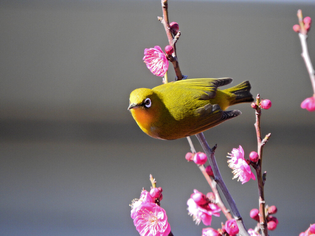 昨日の　ウメジロー　２