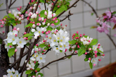 ヒメリンゴ　(姫りんご)の花　３
