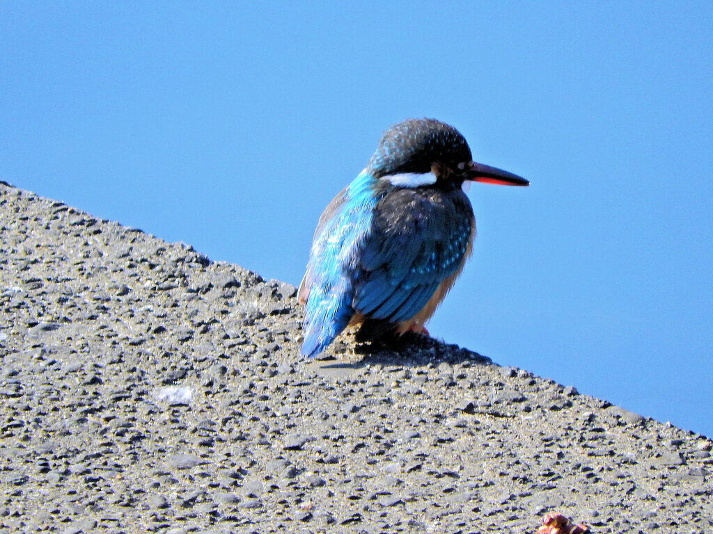 カワセミ　さん　３