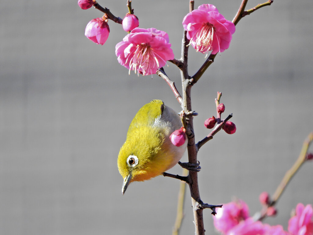昨日の　ウメジロー　４