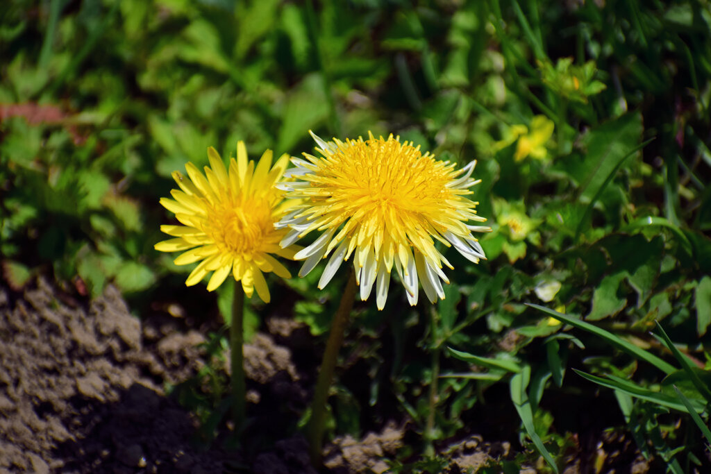 ウスジロカントウタンポポ（薄白関東蒲公英）２