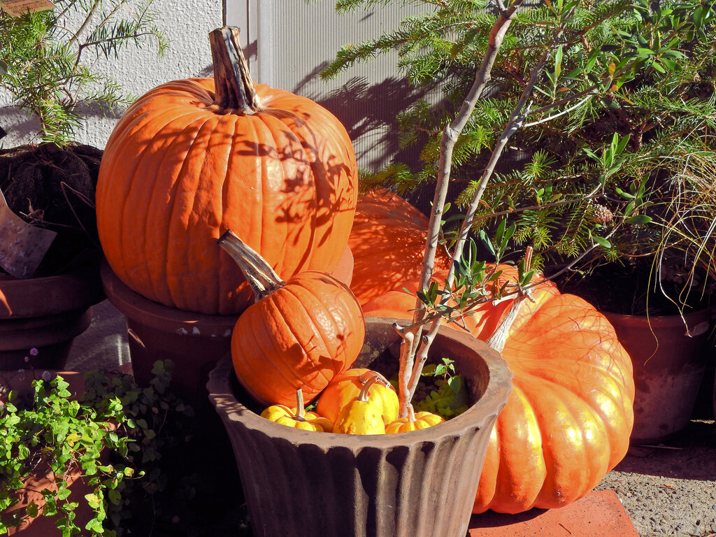 ハロウィンで売れ残った南瓜　５
