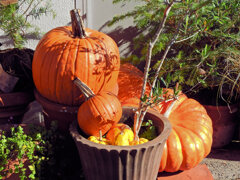 ハロウィンで売れ残った南瓜　５