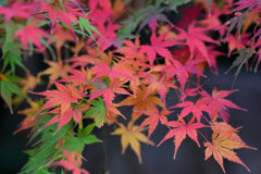 年末の大掃除・・綺麗だったなぁ～　紅葉　１０