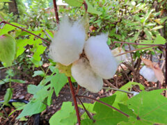 綿 （わた）   (Cotton plant）　３