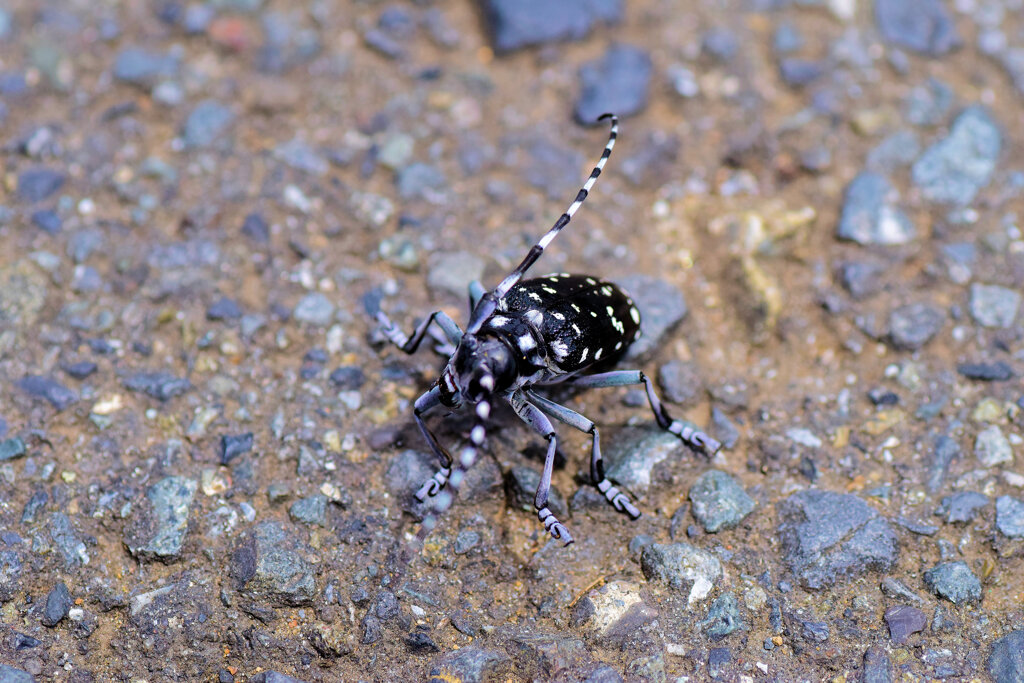 ゴマダラカミキリ 　甲虫目　カブトムシ亜目　カミキリムシ科　フトカミキリ亜科　４
