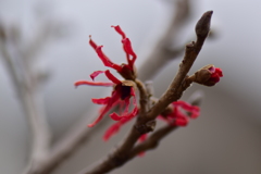 赤花万作（アカハナマンサク） ６