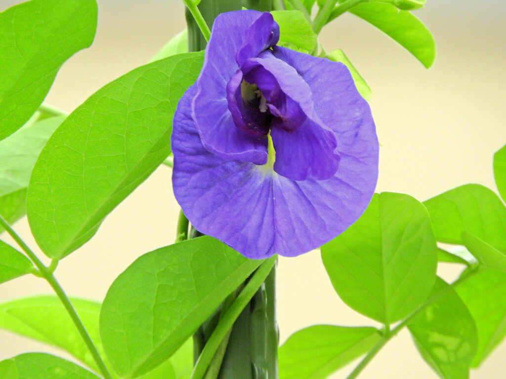 蝶豆花茶（バタフライピー）　６