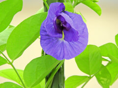 蝶豆花茶（バタフライピー）　６