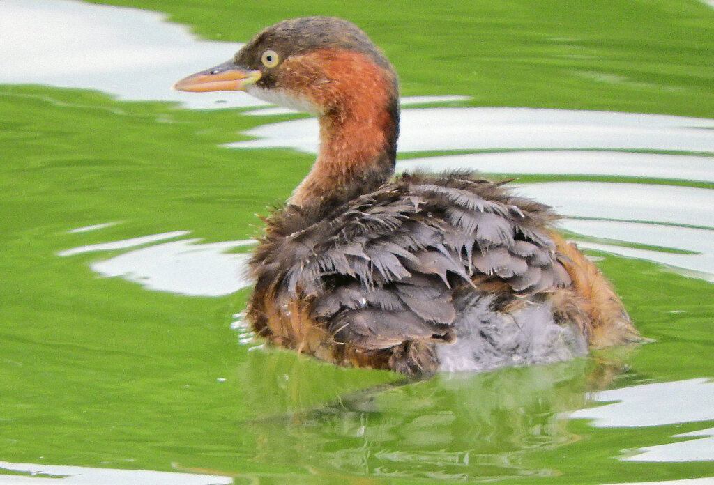 等々力緑地公園・・釣り堀池で　カイツブリ　５