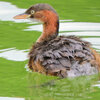 等々力緑地公園・・釣り堀池で　カイツブリ　５