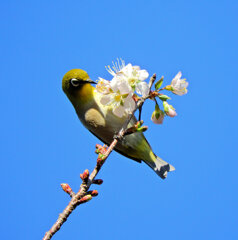 ヒマラヤ桜　ジロー　２
