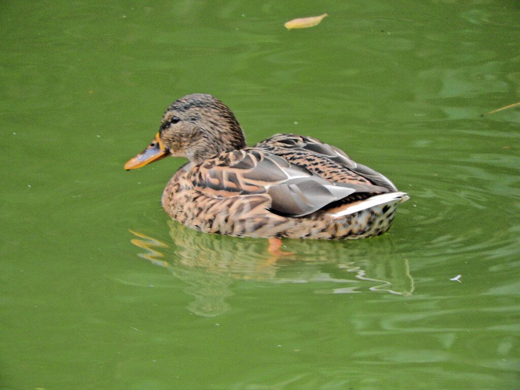 マガモ♀　４