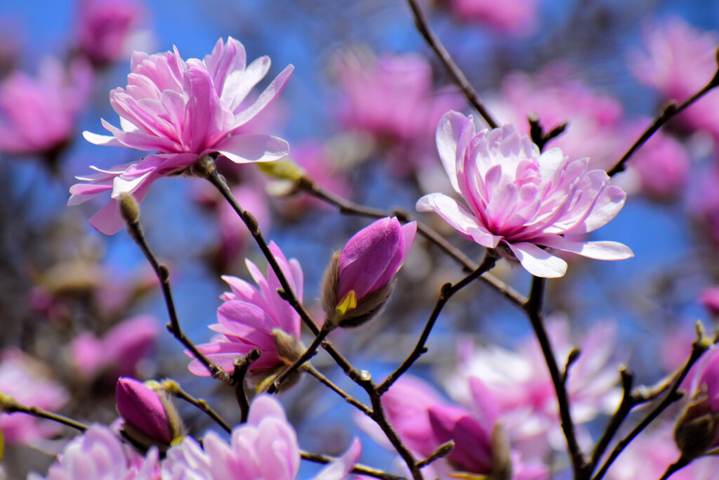 シデコブシ（四手辛夷、幣辛夷、四手拳）【ヒメコブシ（姫辛夷）】５