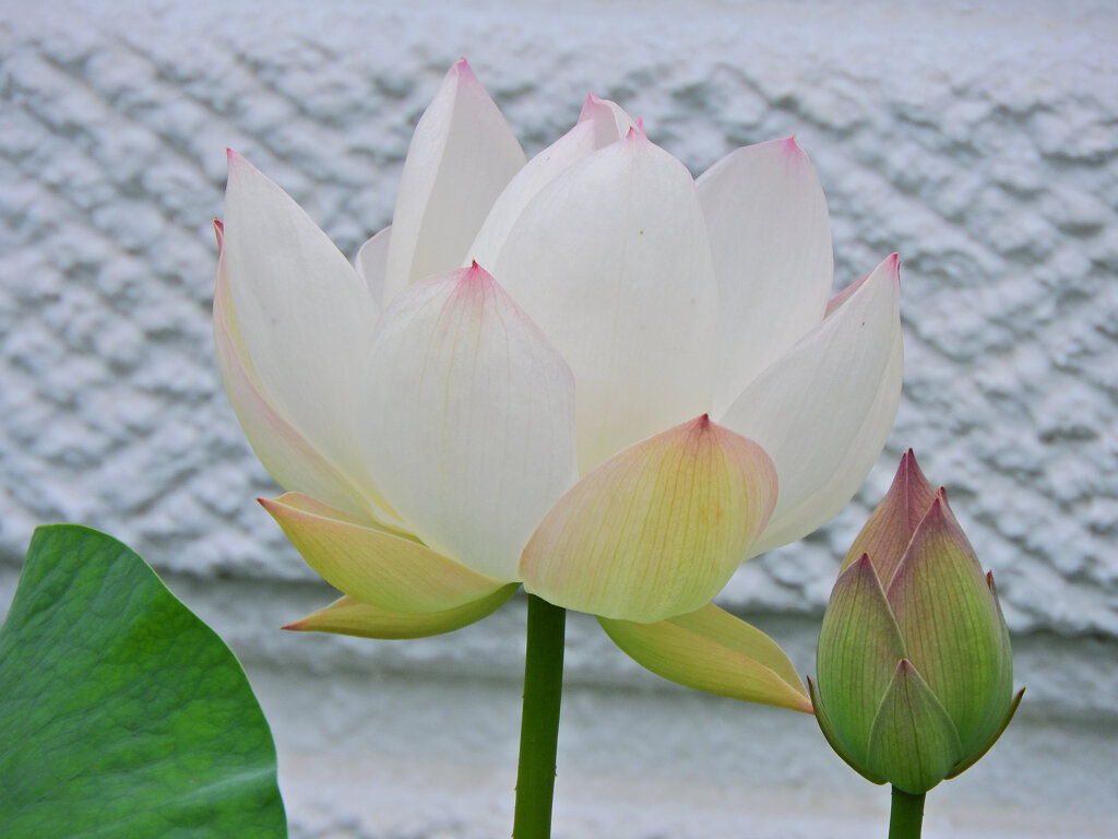 溝ノ口　大蓮寺　蓮の花　７