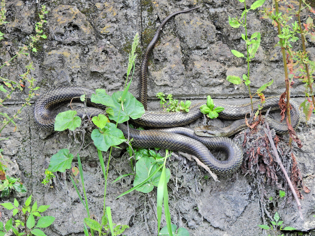 ヘビィにつきぃ・・閲覧注意！～＞￣ )～～～～～～～～～～～ ヘビ３