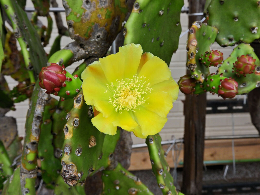 ウチワサボテンの花　１