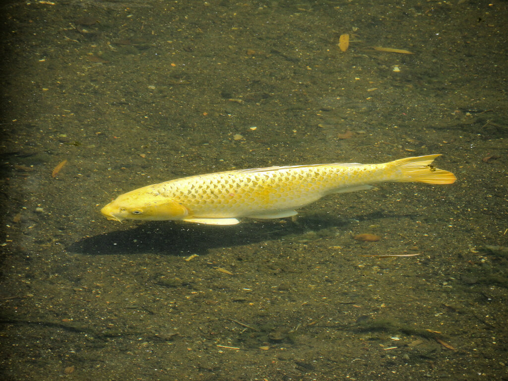 黄金の鯉　