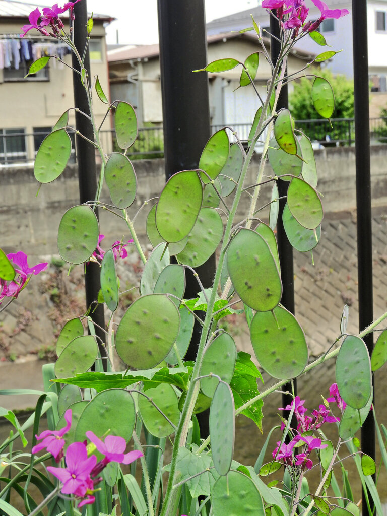 大判草（おおばんそう）　合田草 （ごうだそう）   ルナリア　２