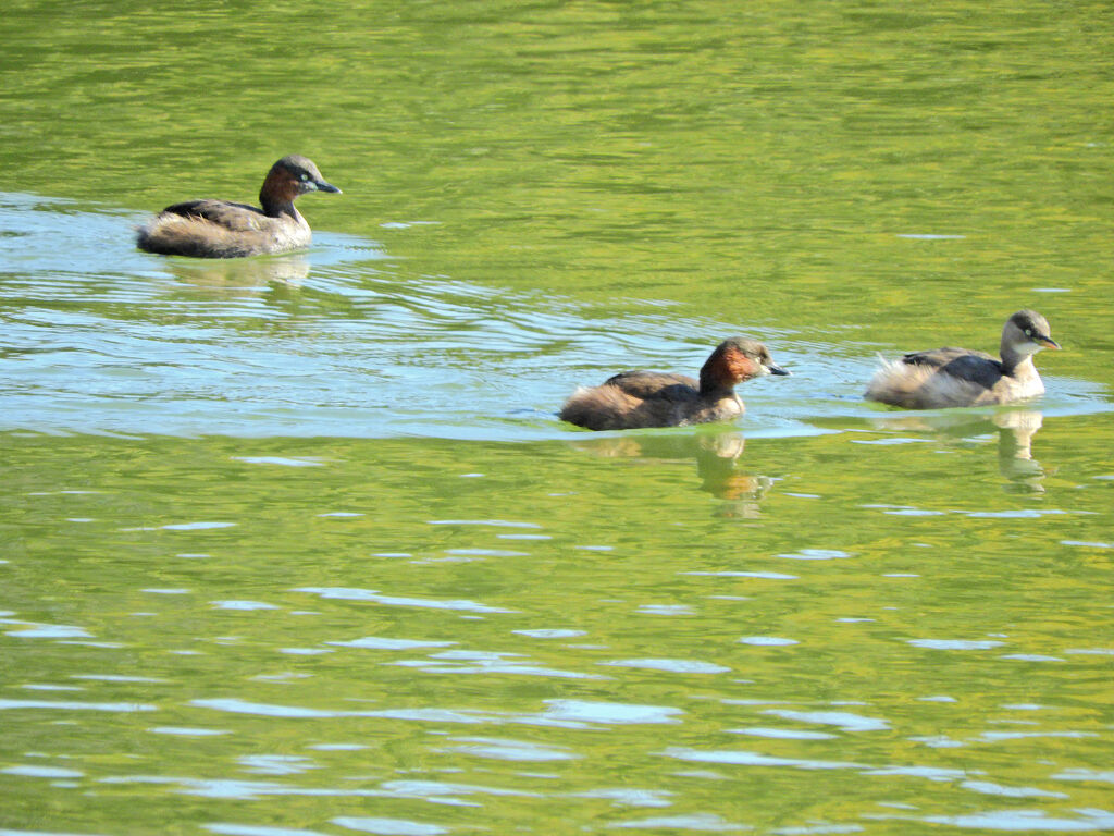 等々力緑地公園・・釣り堀池で　カイツブリ　１