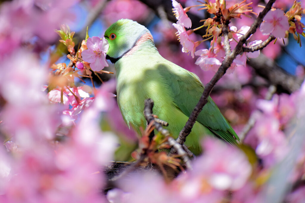 ワカケホンセイインコ（輪掛本青鸚哥）１０