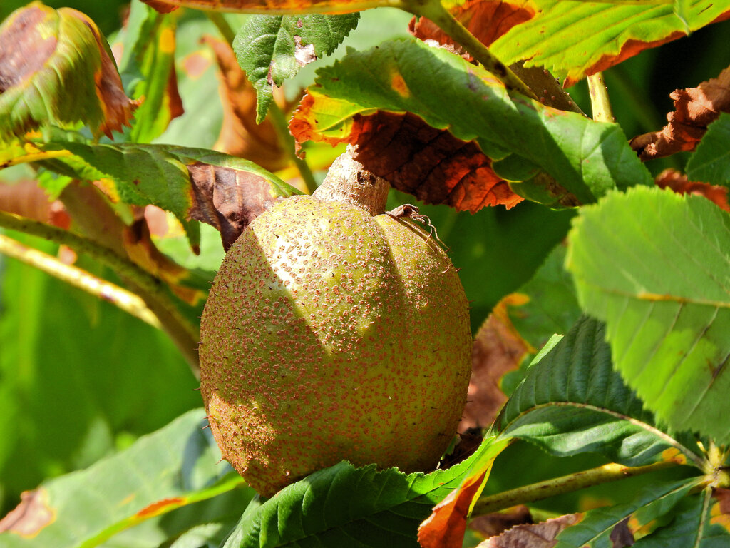 紅花栃の木の実　２