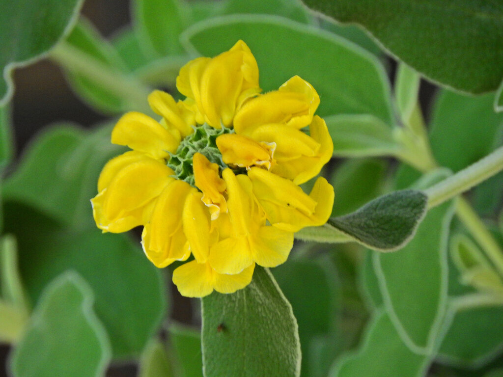 エルサレムセージ　７