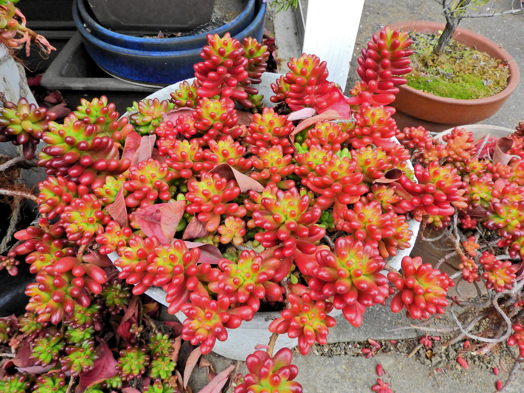 真冬の多肉植物　４