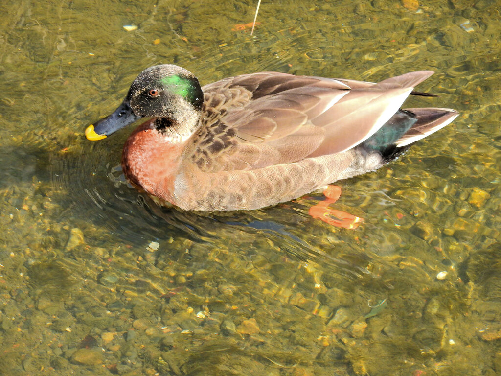 マガモとカルガモのハーフ？　１