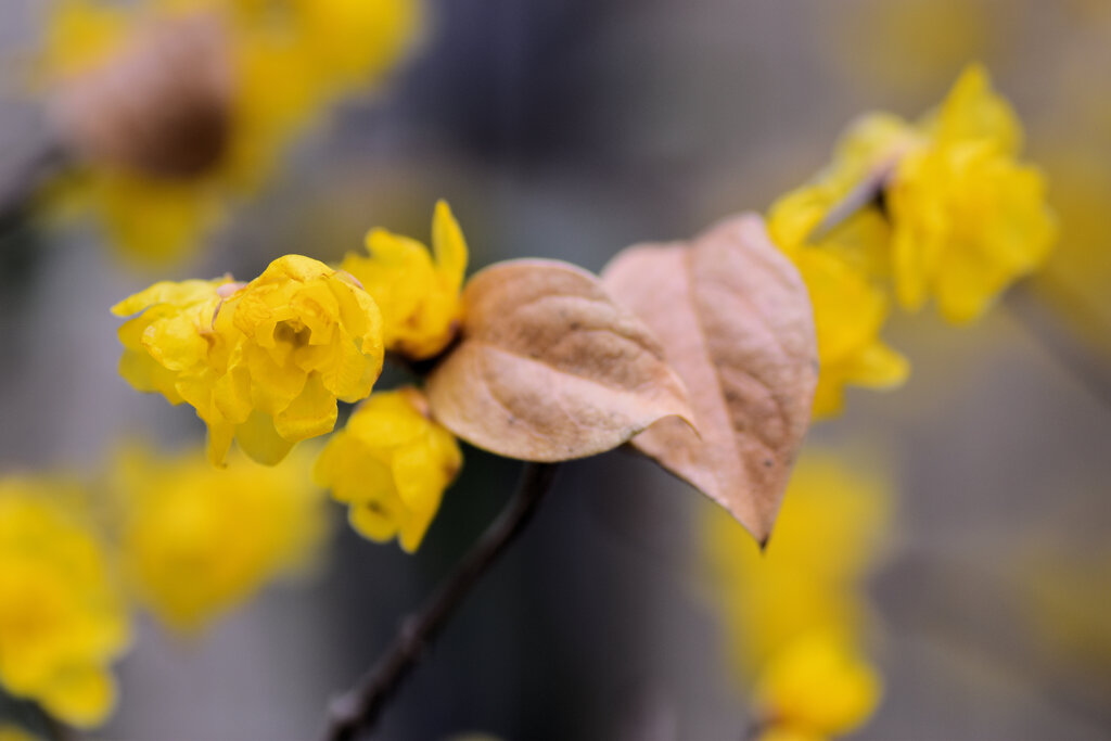蝋梅を綺麗と思えない隣人がいる・・・７