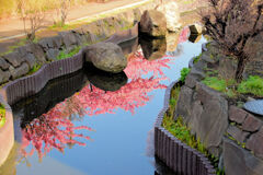 私の散歩道・・せせらぎ遊歩道　１