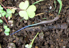 ニホントカゲ幼体　２