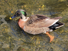マガモとカルガモのハーフ? 3 マガモとカルガモのハーフ? 3