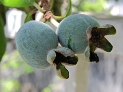 フェイジョア   (Feijoa)　実　６