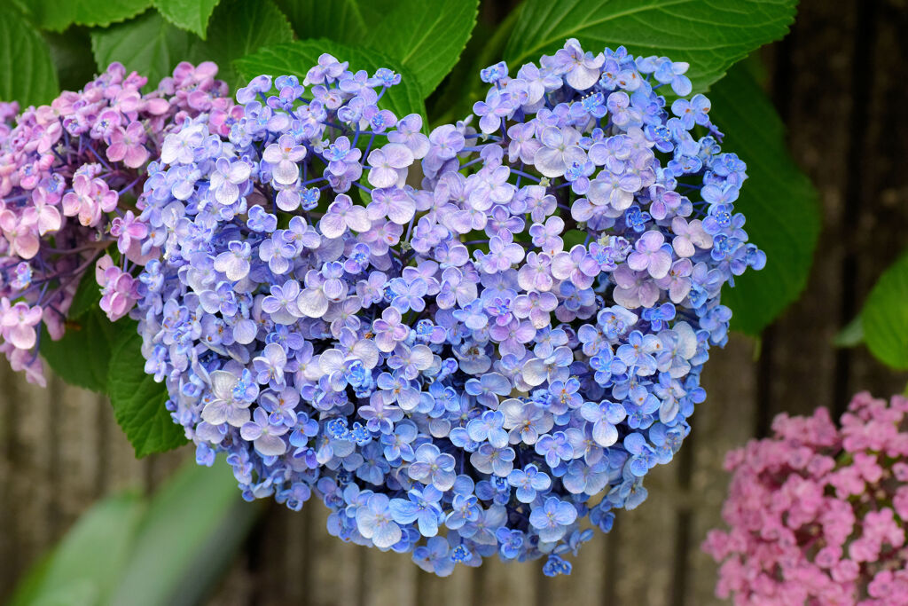 私の♡を探して・・・紫陽花