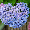 私の♡を探して・・・紫陽花