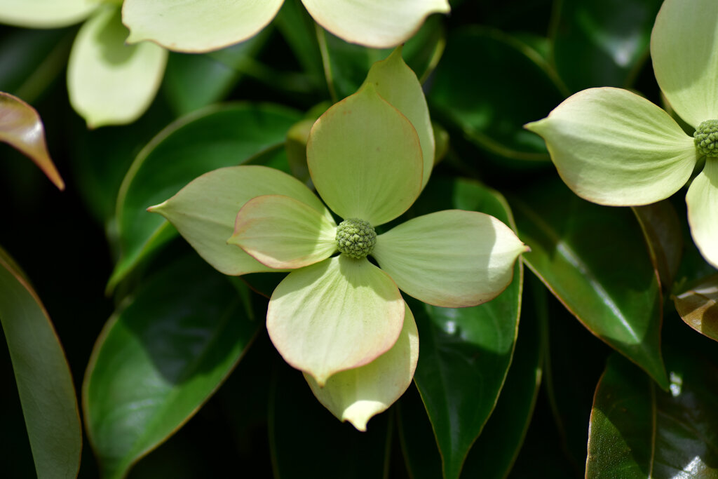 八重咲き山法師　７