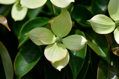 八重咲き山法師　７