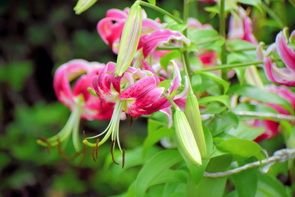 鹿の子百合　６