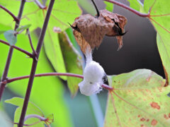 綿 （わた）   (Cotton plant)　３