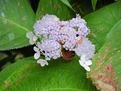 里山で玉紫陽花　３