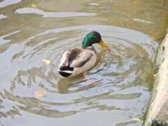 矢上川でマガモさんザリガニを捕獲するも持て余す３