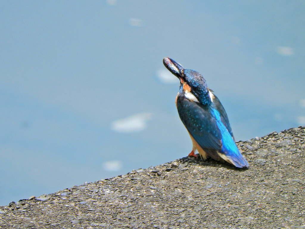 久々のカワセミさん　７