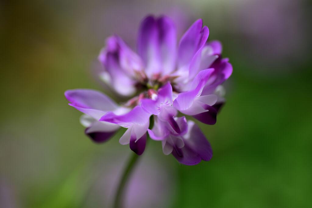 蓮華草　６
