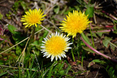 ウスジロカントウタンポポ（薄白関東蒲公英）６