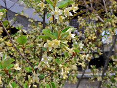 夏茱萸（なつぐみ）の花　１