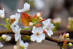 川崎市溝ノ口附近の梨園　梨の花が開花　１