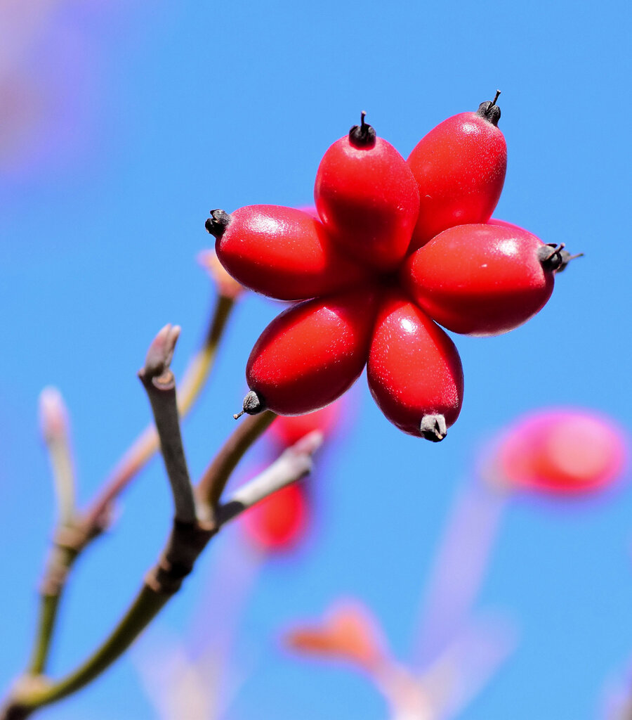 花水木の実　５