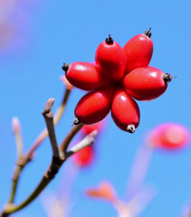 花水木の実　５